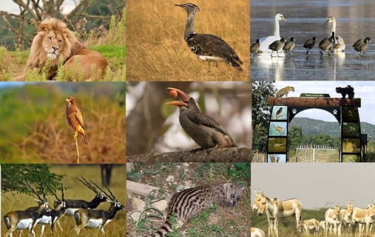 Wildlife Tourism in Gujarat- Wildlife Sanctuaries & National Parks in ...