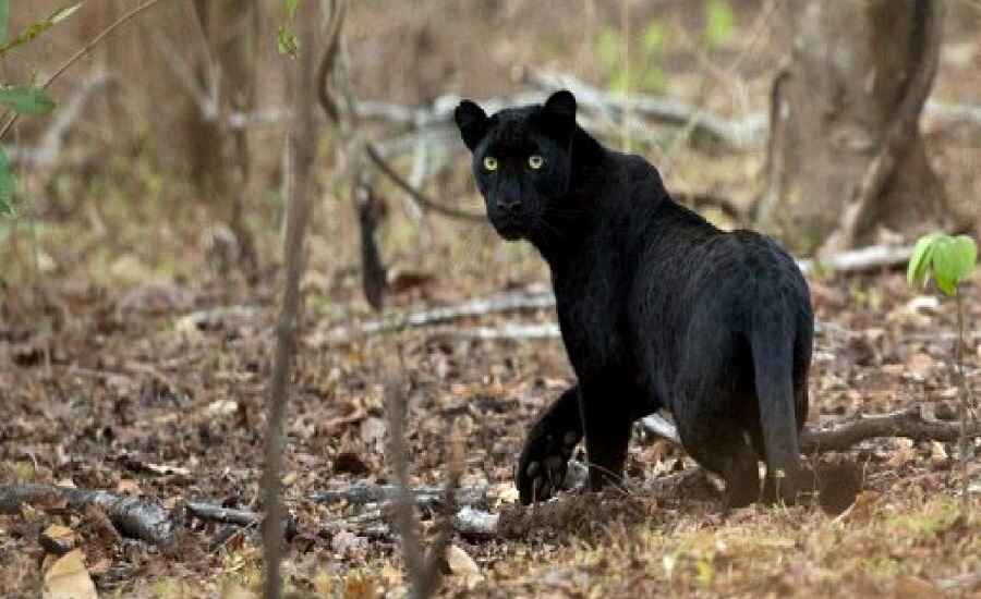 Spot a Black Panther at Dandeli